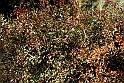 San damiano d'Asti - Colori d'autunno 2009_05